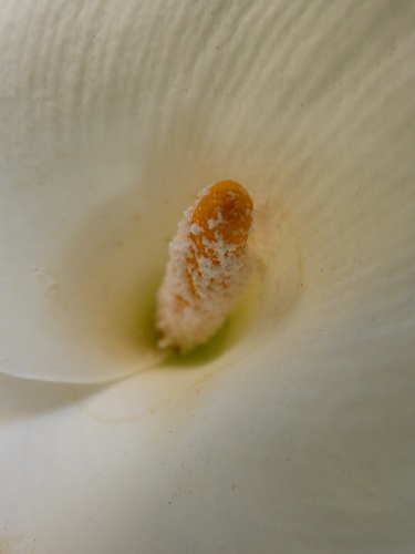 mosaic collection image