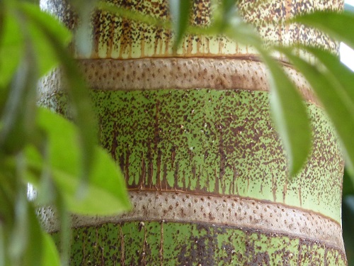 mosaic collection image