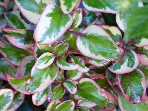 mosaic collection image