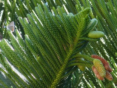 mosaic collection image