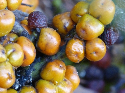 mosaic collection image