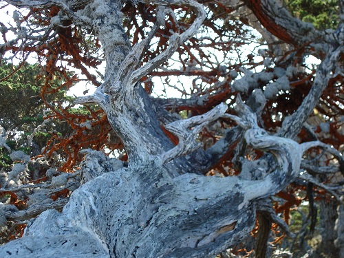 mosaic collection image