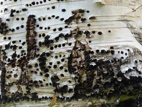 mosaic collection image