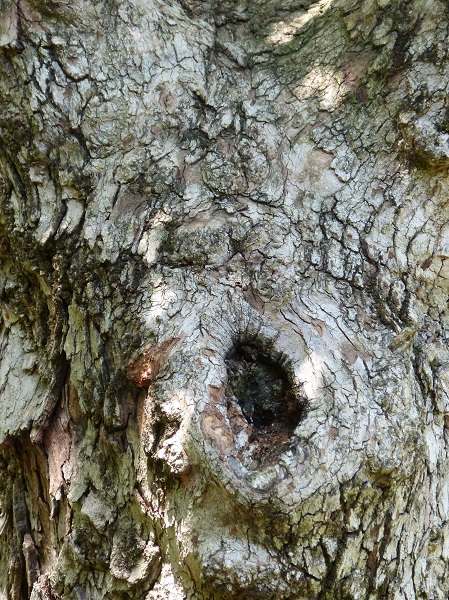 mosaic collection image