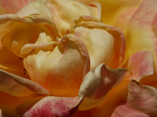 mosaic collection image