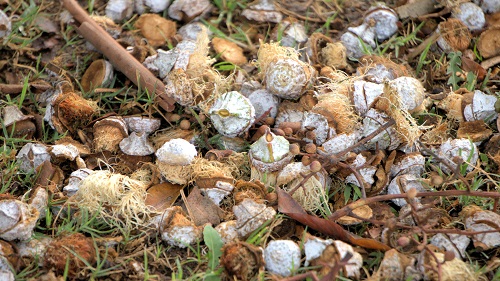 mosaic collection image