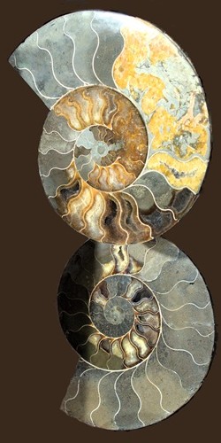 mosaic collection image