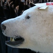 mosaic collection image