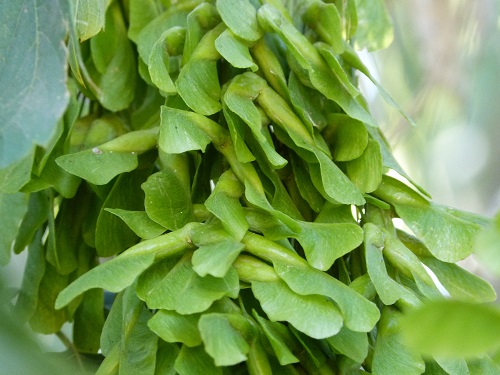 mosaic collection image