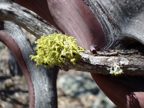 mosaic collection image