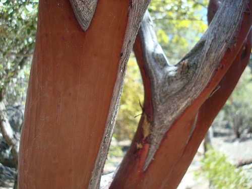 mosaic collection image