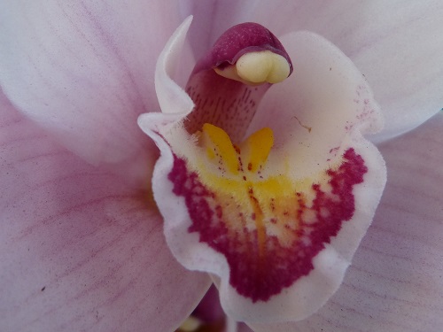 mosaic collection image