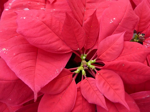 mosaic collection image