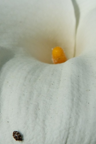 mosaic collection image