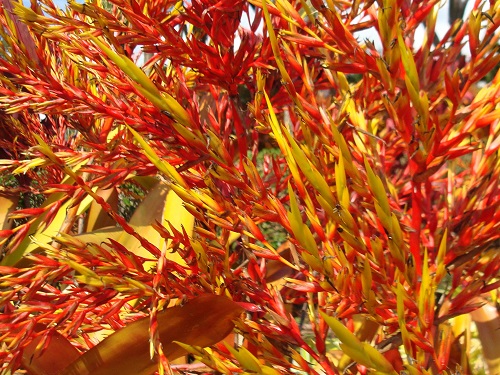 mosaic collection image