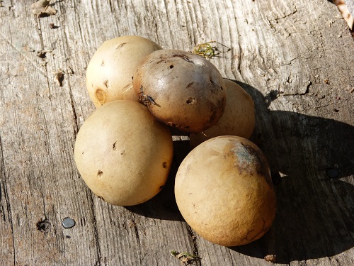 mosaic collection image