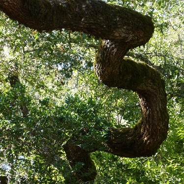 mosaic collection image