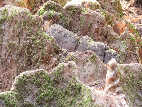 mosaic collection image