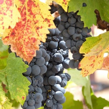 mosaic collection image