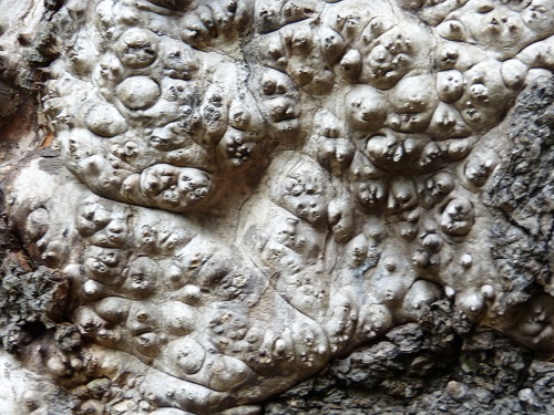 mosaic collection image