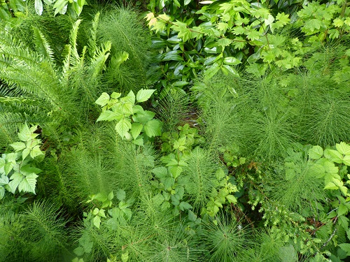 mosaic collection image