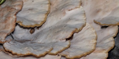 mosaic collection image