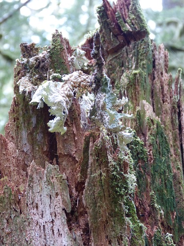 mosaic collection image