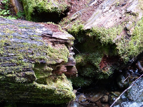 mosaic collection image