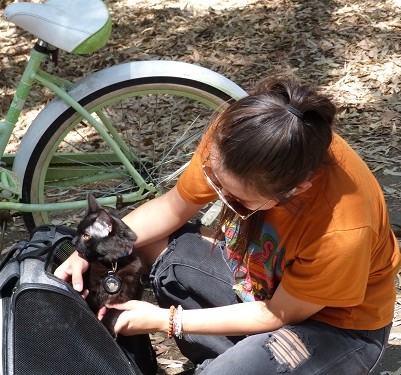 mosaic collection image