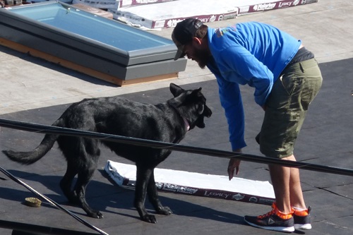 mosaic collection image