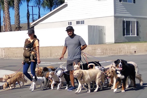 mosaic collection image