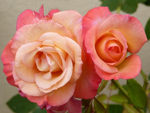 mosaic collection image