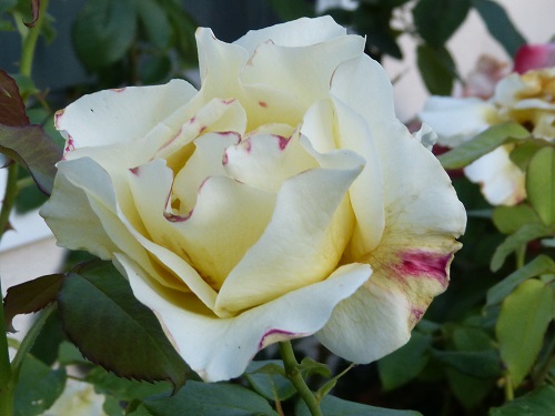 mosaic collection image