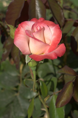 mosaic collection image