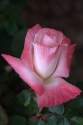 mosaic collection image