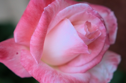 mosaic collection image