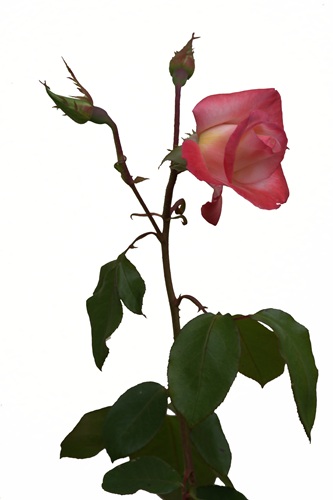 mosaic collection image