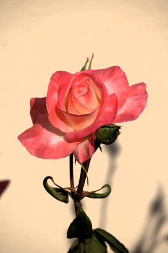 mosaic collection image