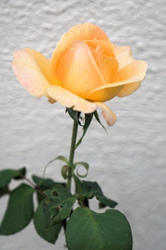 mosaic collection image