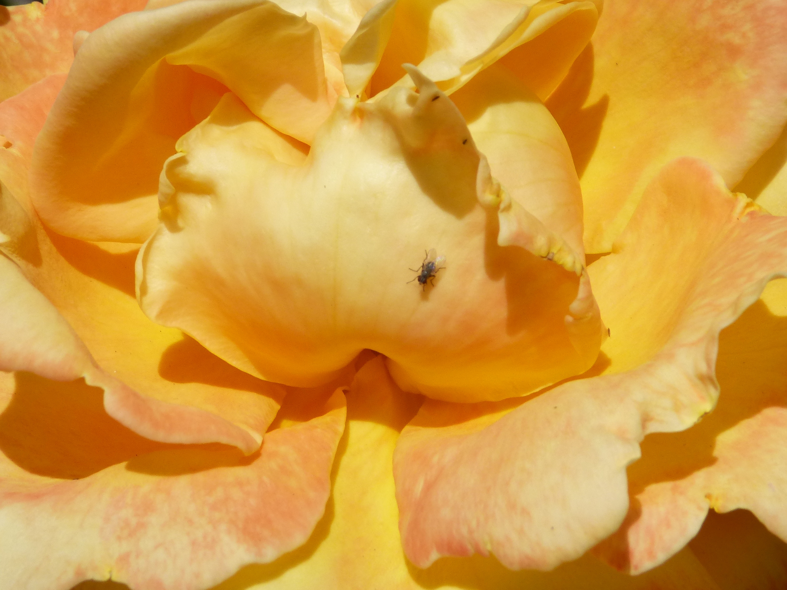 mosaic collection image