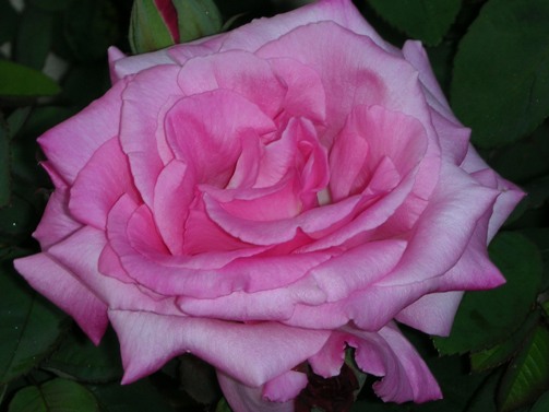 mosaic collection image