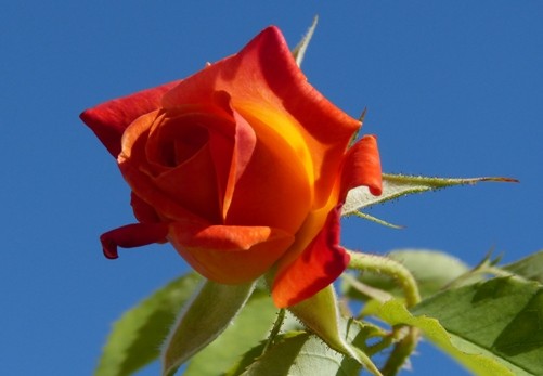 mosaic collection image