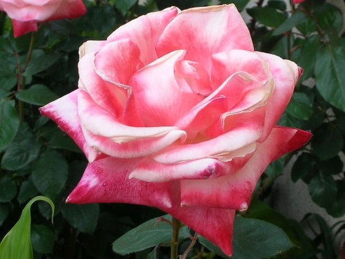 mosaic collection image