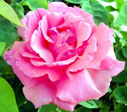 mosaic collection image