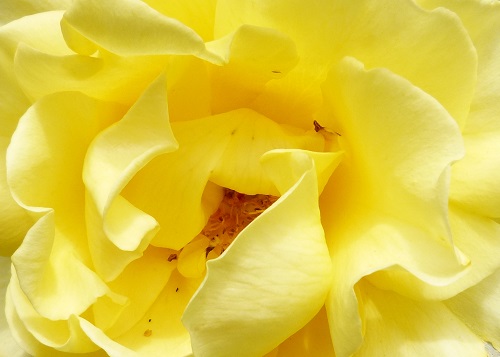 mosaic collection image