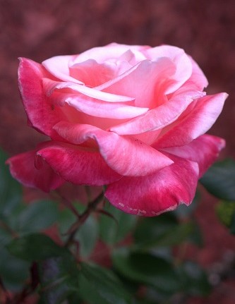 mosaic collection image