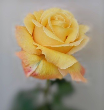 mosaic collection image