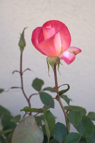 mosaic collection image