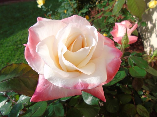 mosaic collection image