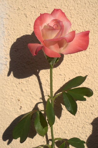 mosaic collection image